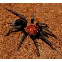 Bumba cabocla - Brazilian Redhead Tarantula